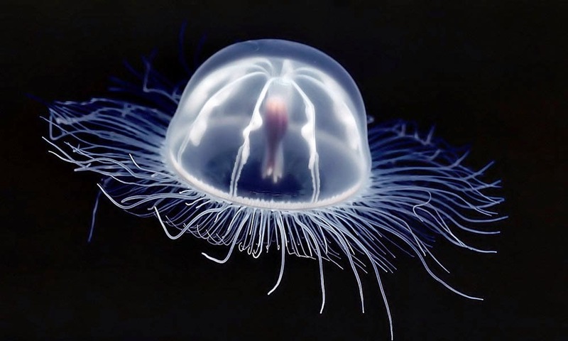 Jellyfish-agua-viva